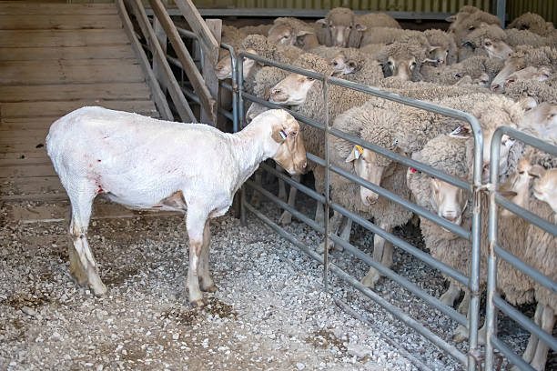 istock Freshly shorn sheep standing near flock inside Australian shearing shed, showing wool production process 2245305356