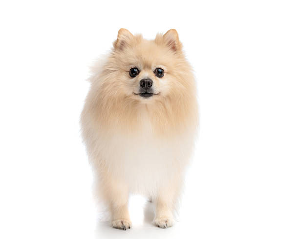 istock Cute pomeranian dog standing and smiling 2245305379