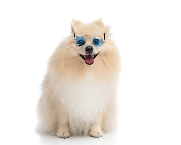 Happy fluffy pomeranian dog is sitting and panting while wearing cool blue sunglasses looking straight on, isolated on white background.