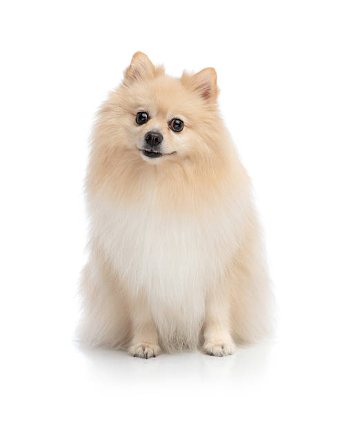 istock Cute fluffy confused pomeranian dog sitting with head tilted 2245305427