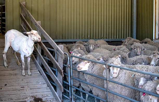 istock Freshly shorn sheep standing near flock inside Australian shearing shed, showing wool production process 2245305446