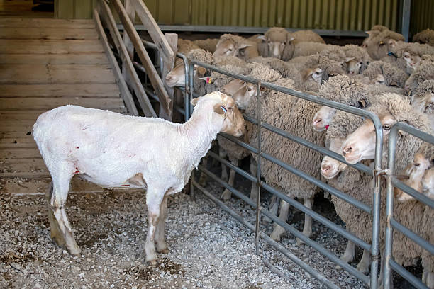 istock Freshly shorn sheep standing near flock inside Australian shearing shed, showing wool production process 2245306083