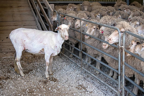 istock Freshly shorn sheep standing near flock inside Australian shearing shed, showing wool production process 2245306340