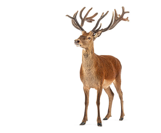 istock Red deer stag standing antlers animal on white background 2245308491