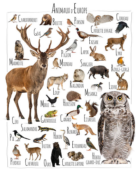 istock European animals educational chart white background learning wildlife 2245308711