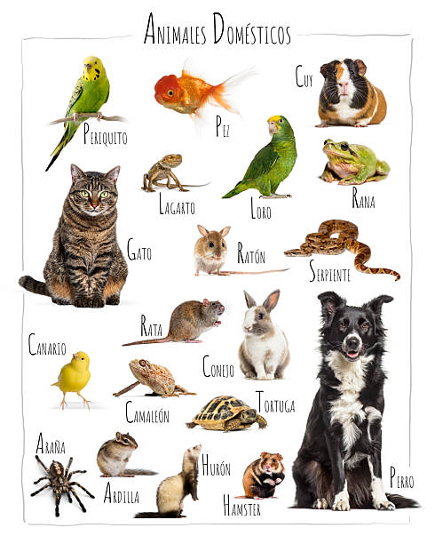 istock Domestic animals list with spanish names for education 2245308713