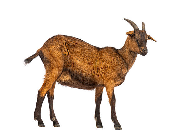 istock Brown farm goat standing isolated on white background 2245308846