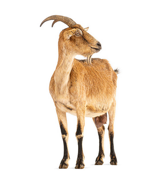 istock Brown goat standing isolated on white background 2245308851