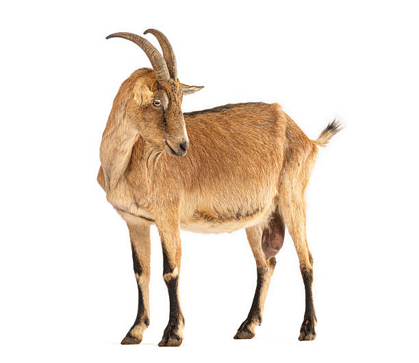 istock Male brown goat standing isolated on white background 2245308857