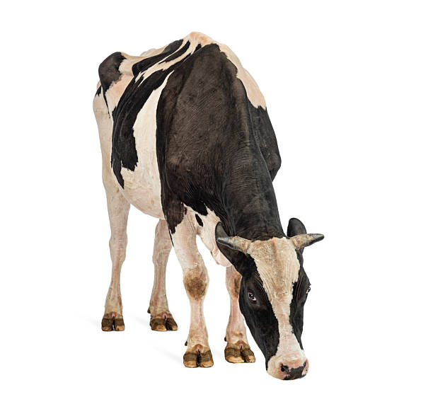 istock Holstein cow isolated on white background looking down 2245308867