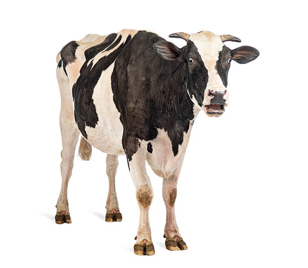 istock Surprised dairy cow looking at camera on white background 2245308887