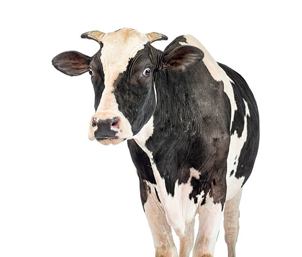 istock Black and white cow reacting with wide eyes 2245308903
