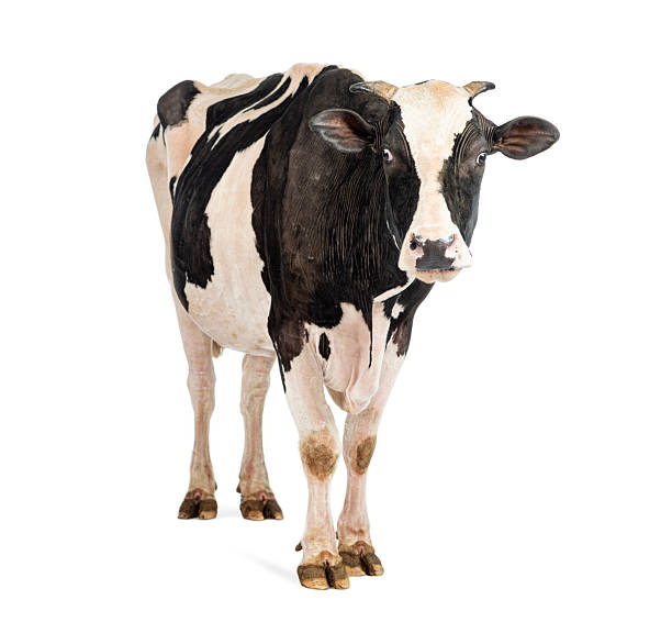 istock Holstein friesian dairy cow standing on white background 2245308904