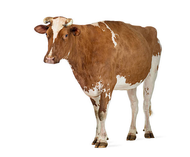 istock Brown and white dairy cow standing on white background 2245308912