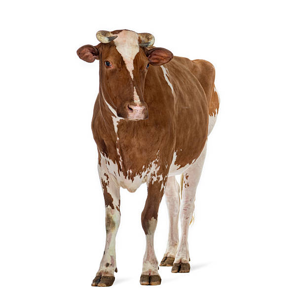 istock Brown and white cow standing on isolated background 2245308913