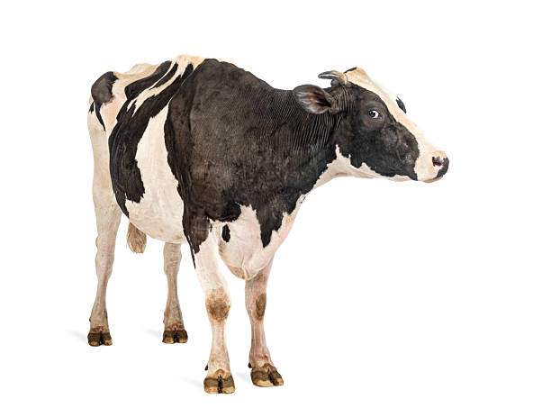 istock Holstein cow standing on white background looking away 2245308922