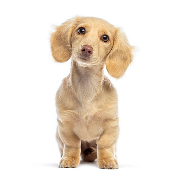 istock Long-haired dachshund puppy looking curious and attentive 2245308944