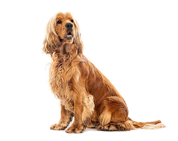 istock Cocker spaniel dog sitting patiently on white background 2245308949