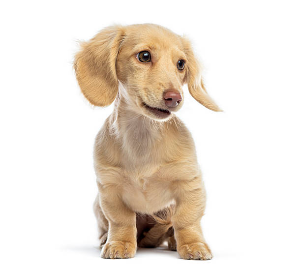 istock Dachshund puppy sitting on white background looking away 2245308975