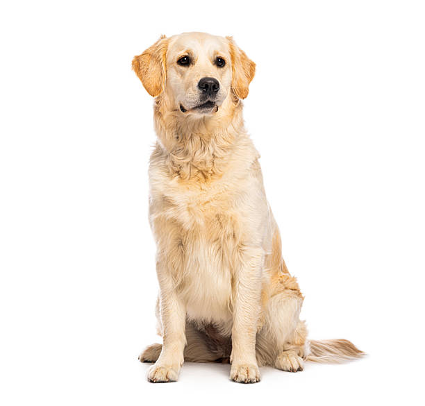 istock Golden retriever dog sitting on white background looking away 2245309040
