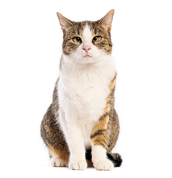 istock Tabby and white domestic cat sitting looking forward 2245309213