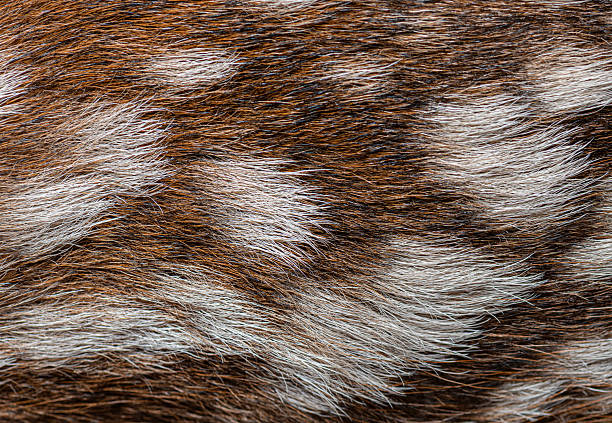 istock Animal fur texture with brown and white stripes 2245309304