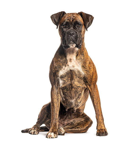 istock Brindle boxer dog sitting looking at camera 2245309333