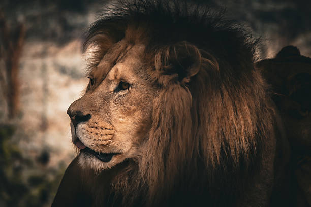 istock Lion looking into distance, wildlife portrait 2245311654