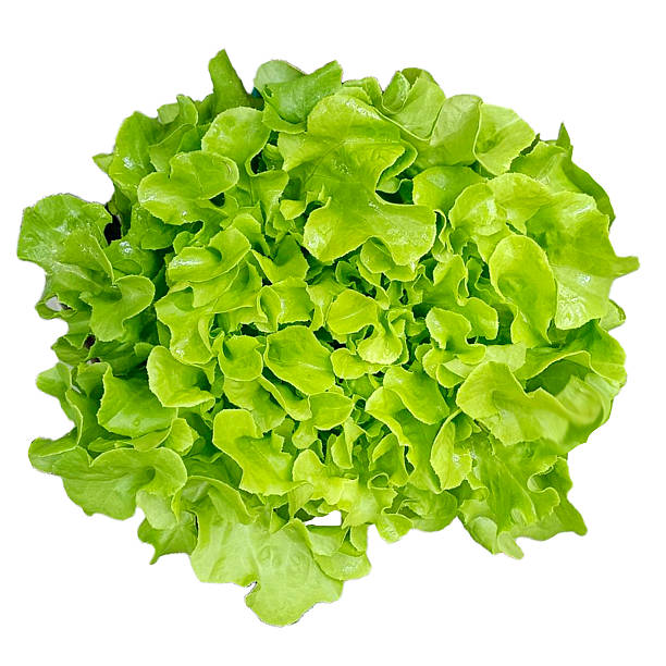 istock Fresh Organic Red and Green Mixed Salad Greens. 2245312005