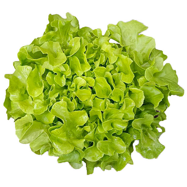 istock Fresh Organic Red and Green Mixed Salad Greens. 2245312017