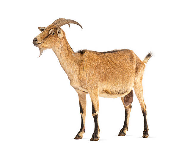 istock Brown goat standing side profile isolated 2245314750