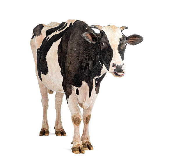 istock Holstein cow standing looking at camera on white background 2245314764