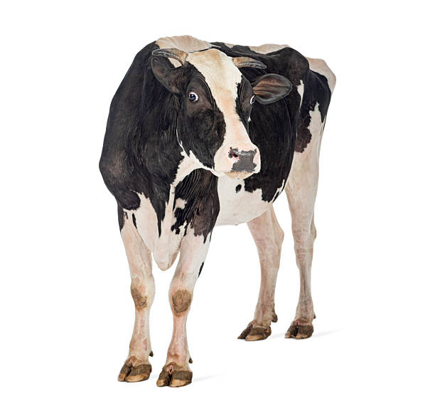 istock Holstein cow showing startled expression on white background 2245314776