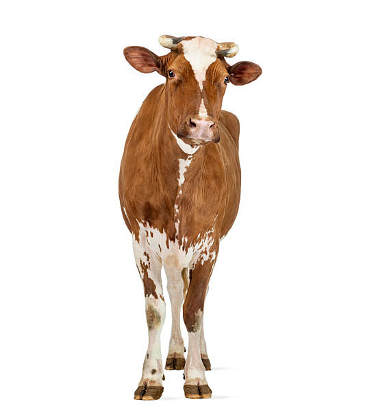 istock Brown and white cow standing on white background 2245314796