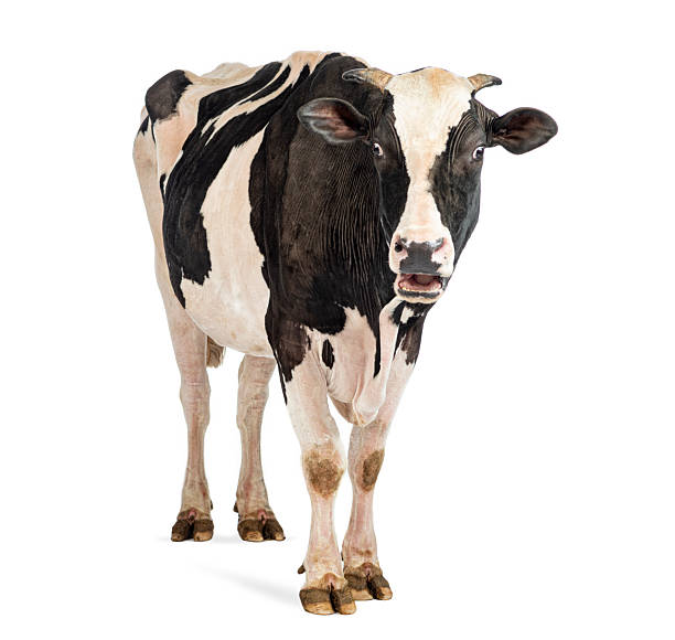 istock Surprised holstein cow looking at camera on white background 2245314815
