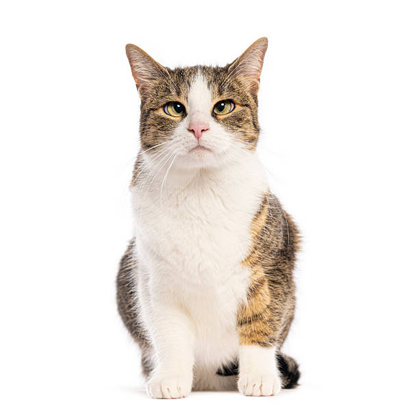 istock Domestic cat sitting posing on white background 2245314842