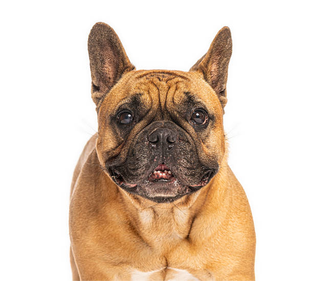 istock French bulldog posing on white background 2245314966