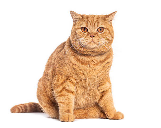 istock British shorthair cat sitting on white background 2245315059