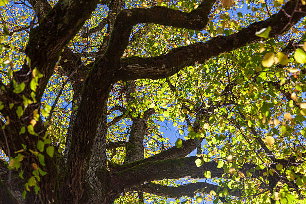 Looking up at the interplay of light and shadow on the tree canopy creates a beautiful scene.
