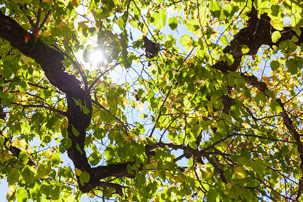 istock Looking up at the interplay of light and shadow on the tree canopy creates a beautiful scene. 2245317039