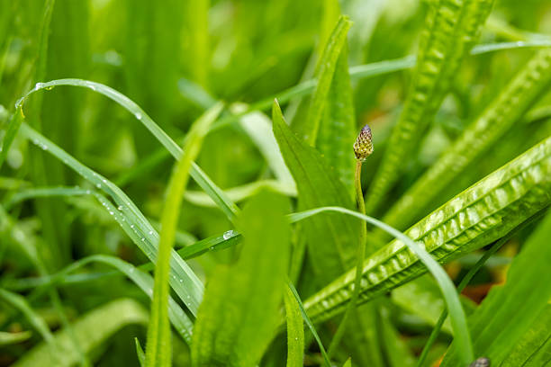 Springtime day near an agriculture field; Plantago lanceolata inflorescence.
