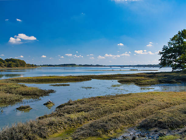 istock Ile de Conleau Salt Marsh, Vannes, France 2245318612