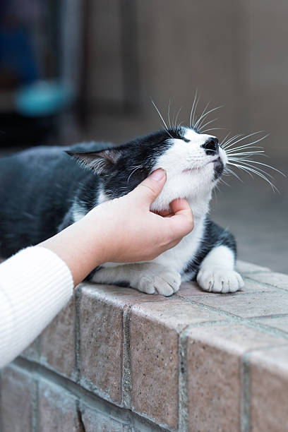istock A black and white cat enjoying being petted 2245320385