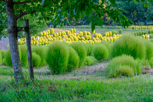 istock Kochia Field in Early Summer 2245322633