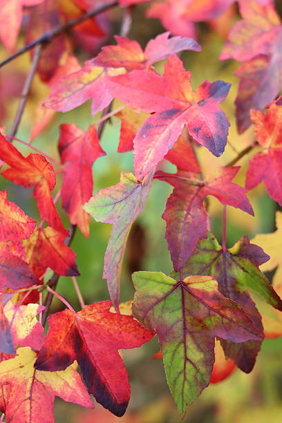 istock Liquidambar styraciflua or sweet gum tree leaves in autumn 2245322742