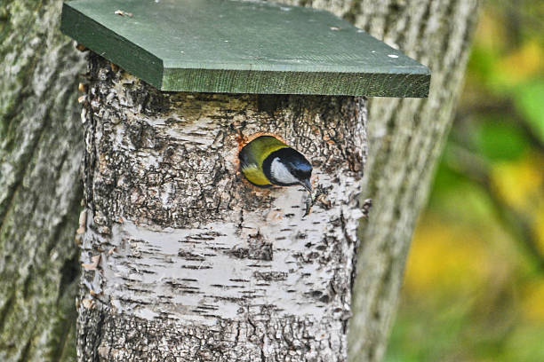 black tit cleaning up the birdhouse leaving with faeces