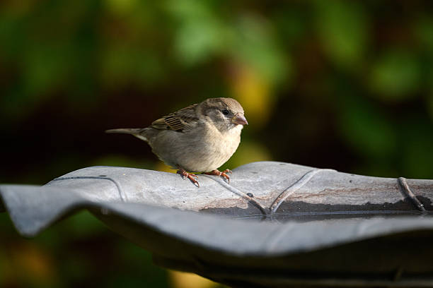 istock sparrow in the light against a dark background 2245323052