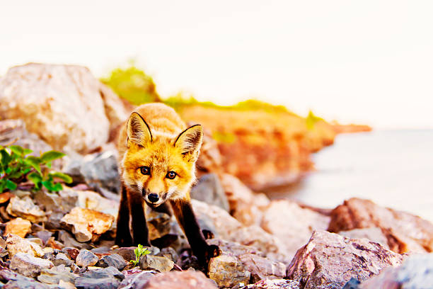 nice Portrait foxes kit at the sunset