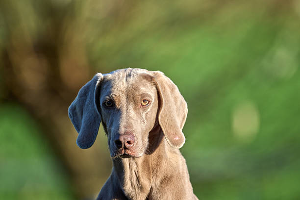 Close-up on gray Weimaraner standing outdoors