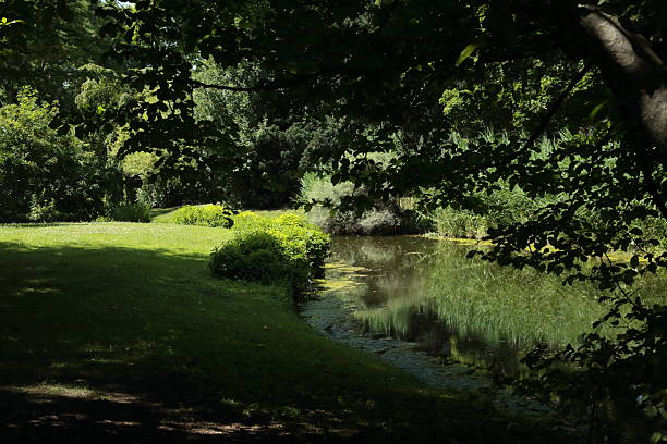 A quiet pond is surrounded by lush green vegetation and shaded trees creating a peaceful natural scene in a summer park. The sunlight filters through the leaves highlighting the fresh grass and water reflections. This tranquil landscape evokes calm relaxation and harmony with nature making it ideal for eco tourism wellness or meditation related concepts emphasizing the beauty of untouched outdoor environments.